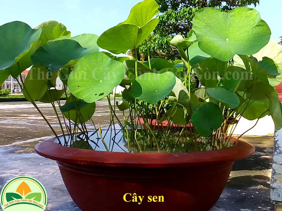 Cây hoa sen - Thế Giới Cây Cảnh Sài Gòn