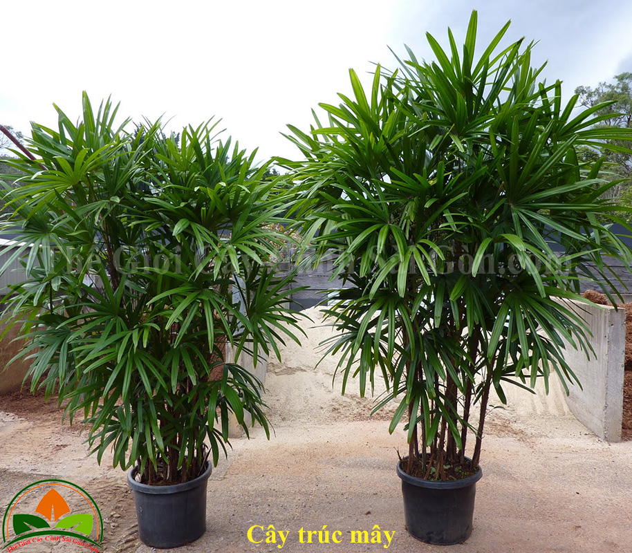 Cây trúc mây - Thế Giới Cây Cảnh Sài Gòn