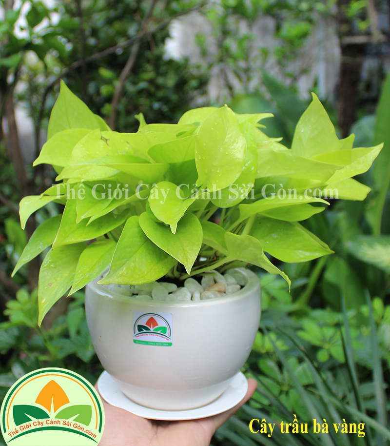 Cây trầu bà lá vàng