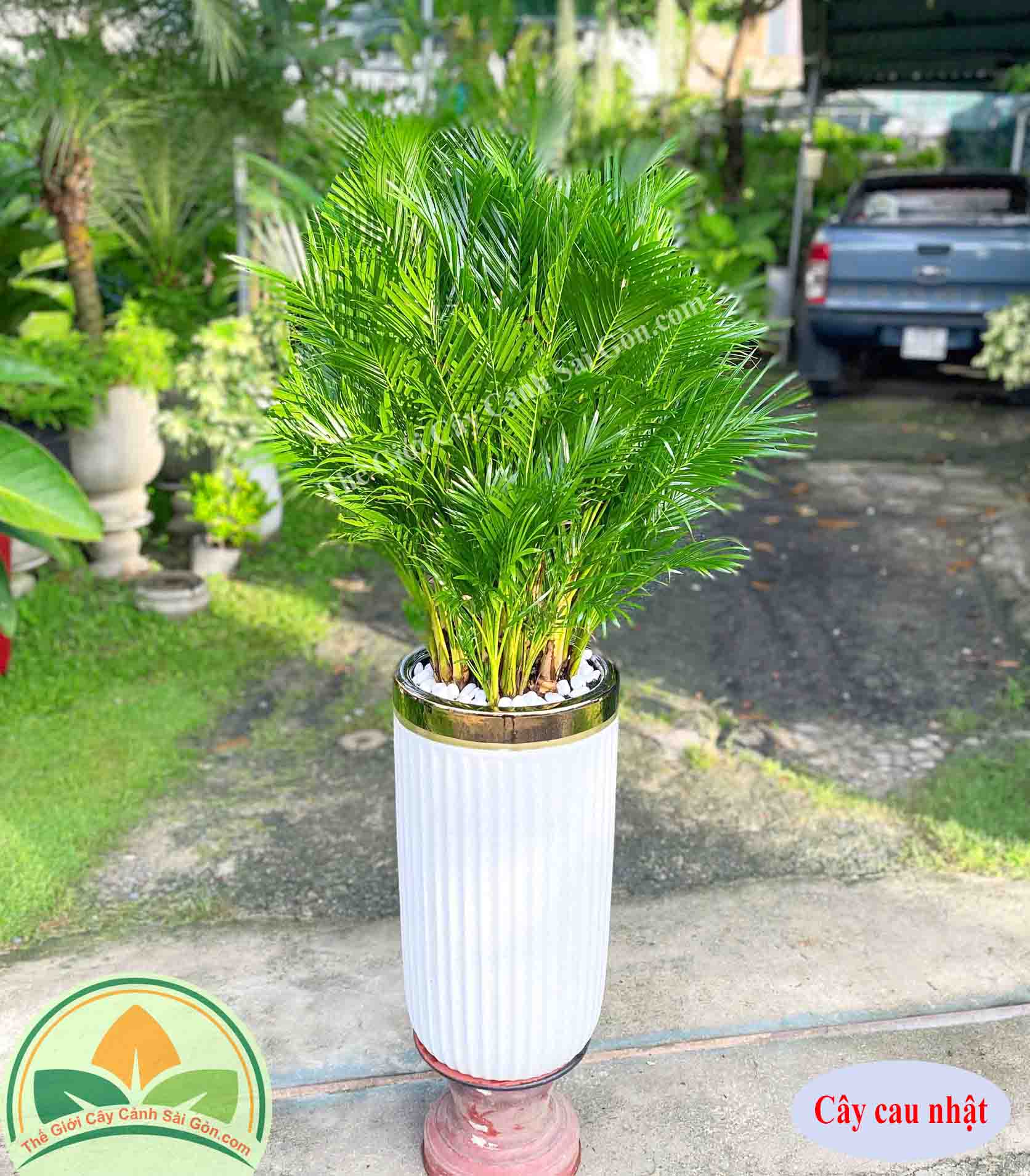 Cây cau nhật TGCCSG130525