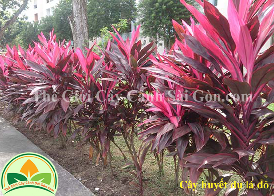 Cây huyết dụ lá đỏ trồng viền ngoài sân vườn TGCCSG