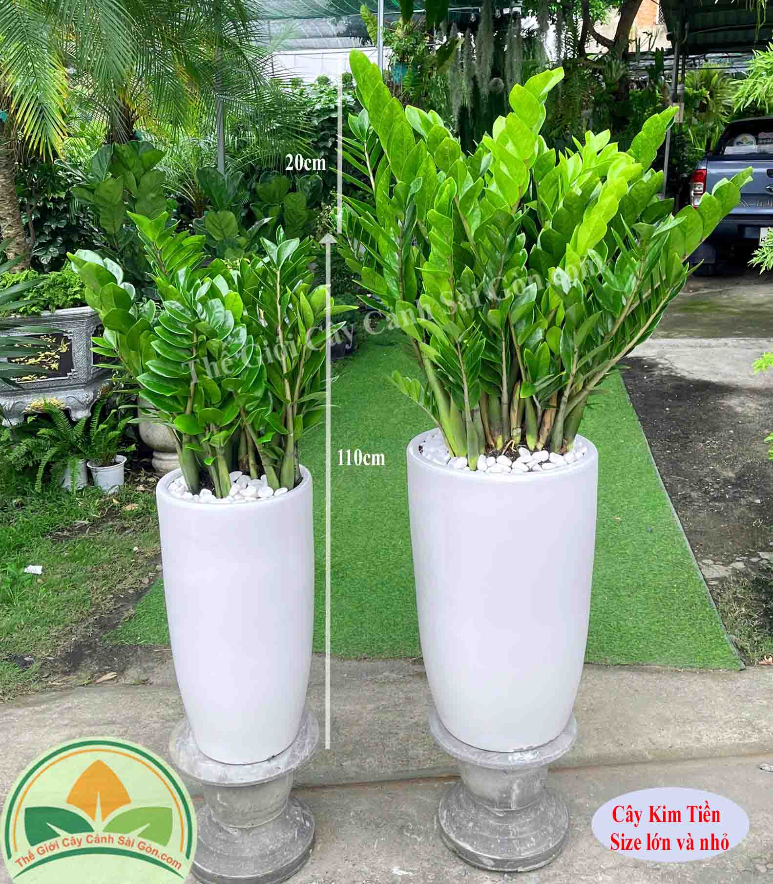 Cây kim tiền TGCCSG190725