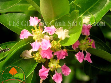 Cây sơ ri - Thế Giới Cây Cảnh Sài Gòn