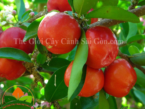 Cây sơ ri - Thế Giới Cây Cảnh Sài Gòn