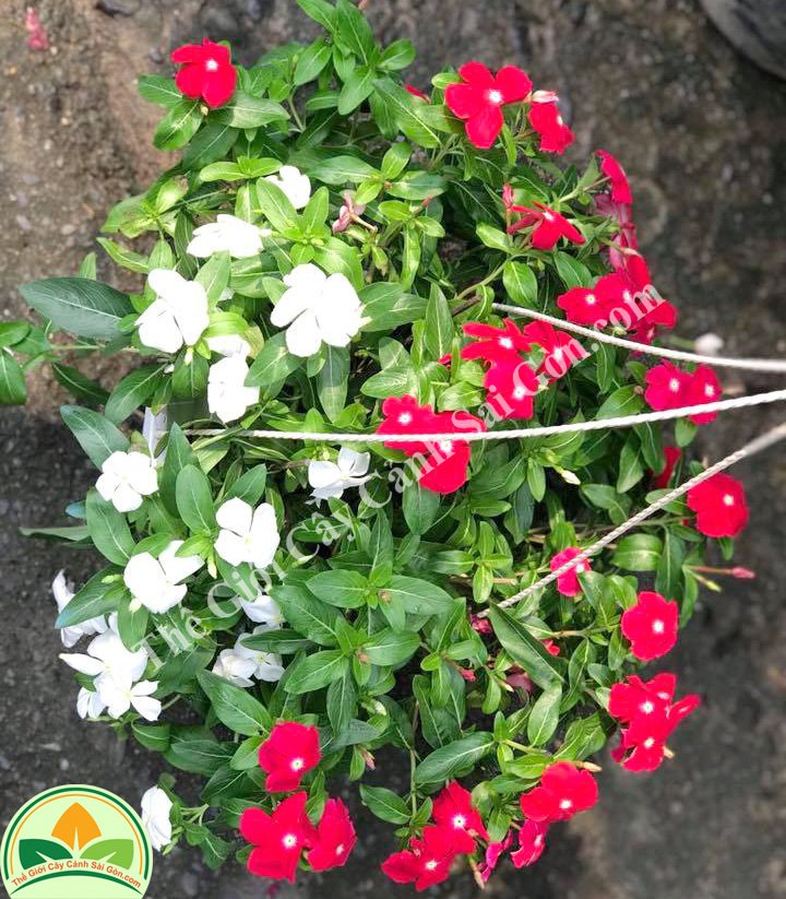 Bông dừa hoa màu trắng đỏ