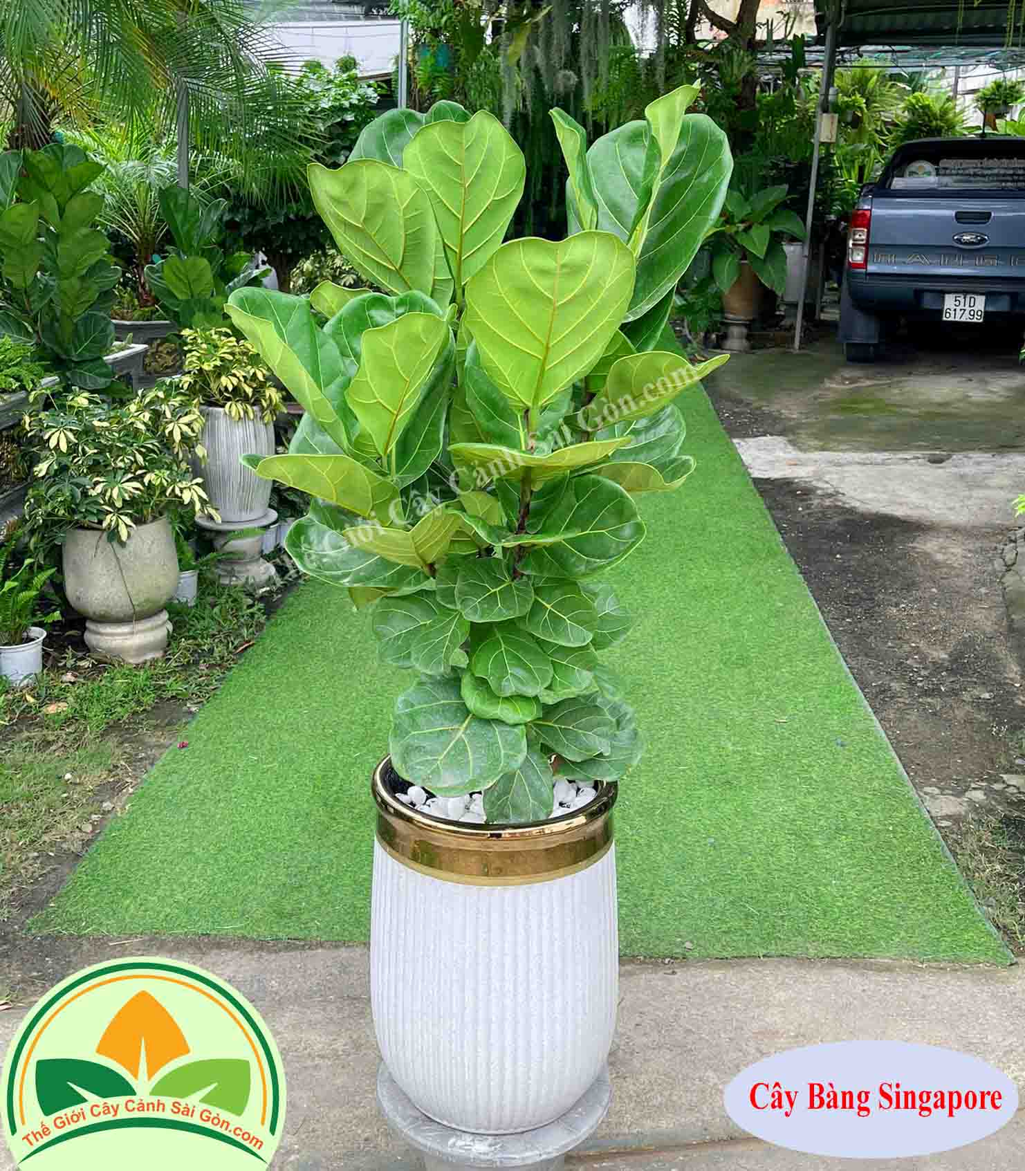 Cây bàng singapore