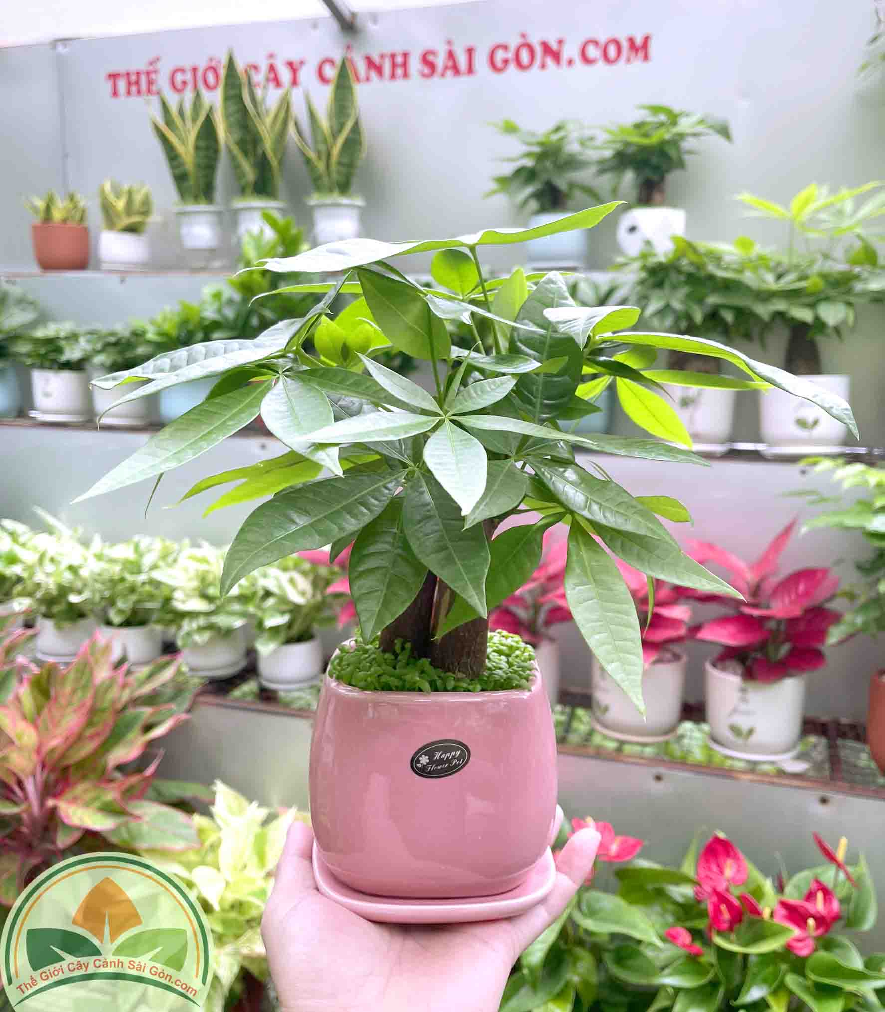 Cây kim ngân 3 gốc để bàn