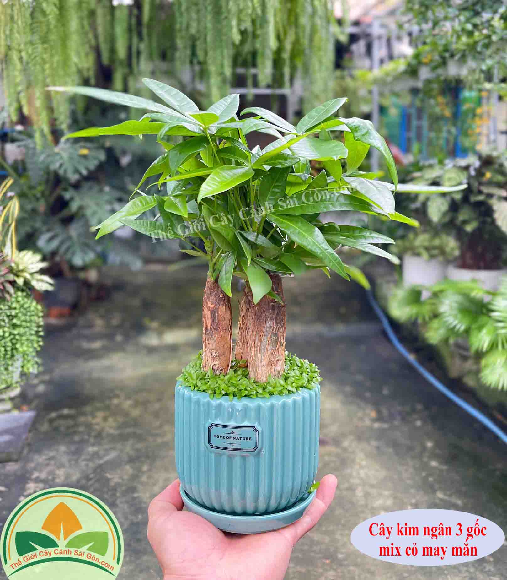 Cây kim ngân 3 gốc để bàn