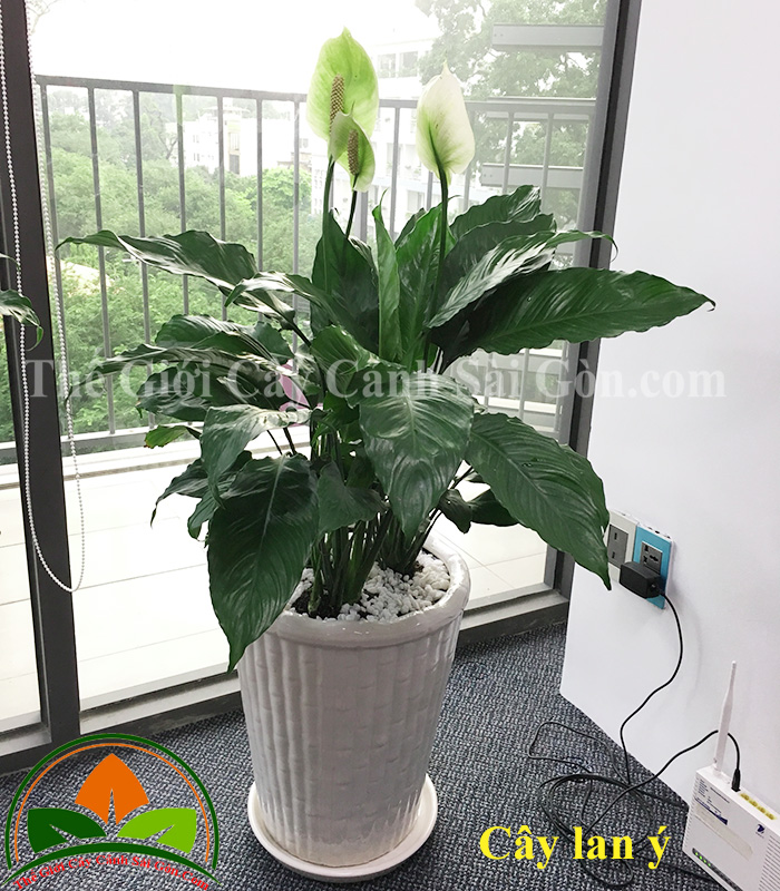 Cây lan ý trồng trong văn phòng