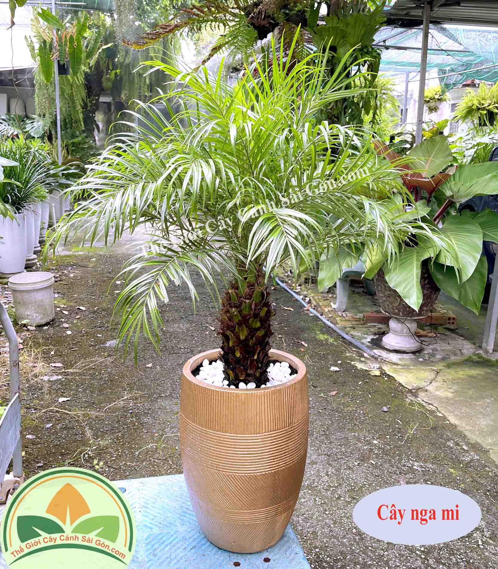 Cây cau nga mi trồng trong văn phòng
