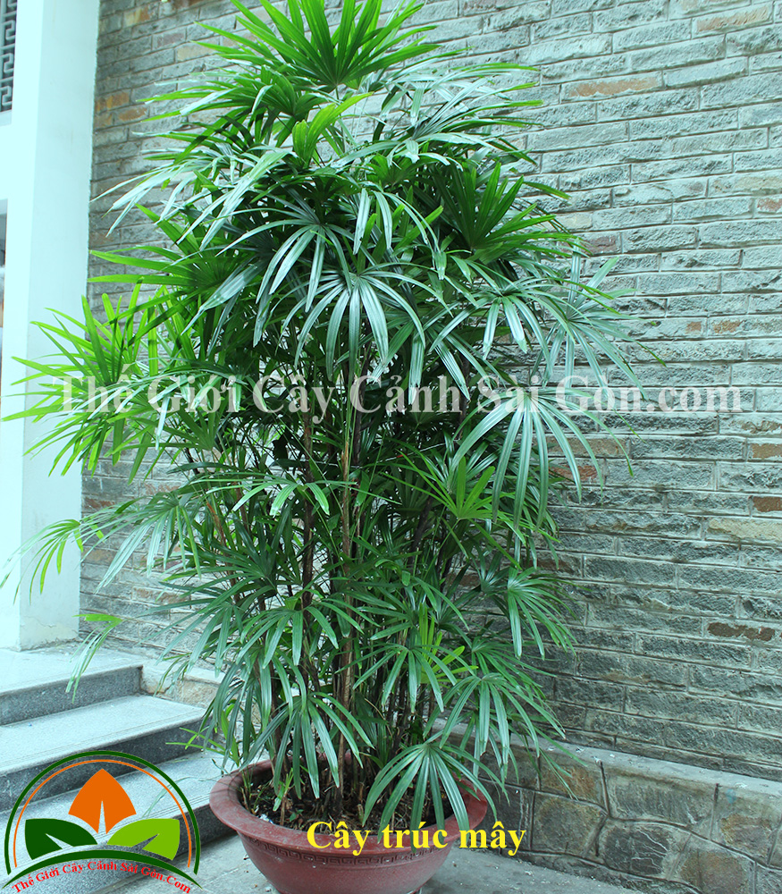 Cây trúc mây - Thế Giới Cây Cảnh Sài Gòn
