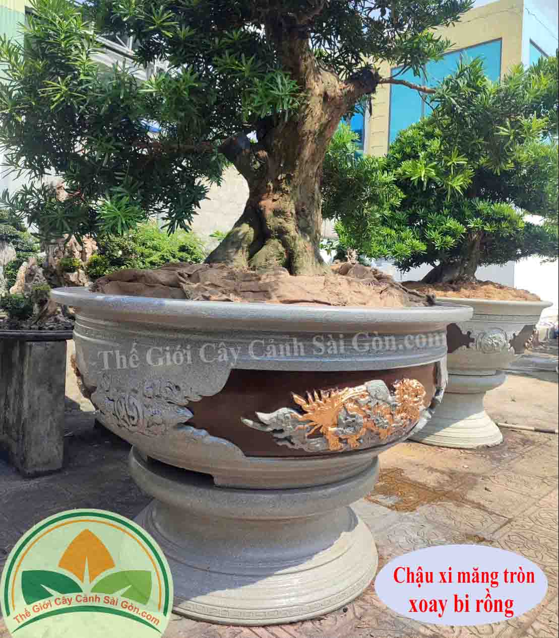 Chậu xi măng xoay bi