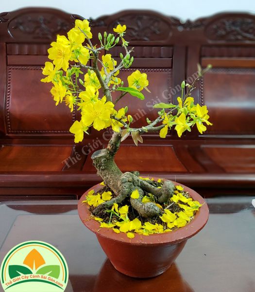 Cây mai thế để bàn ghép 8 cánh