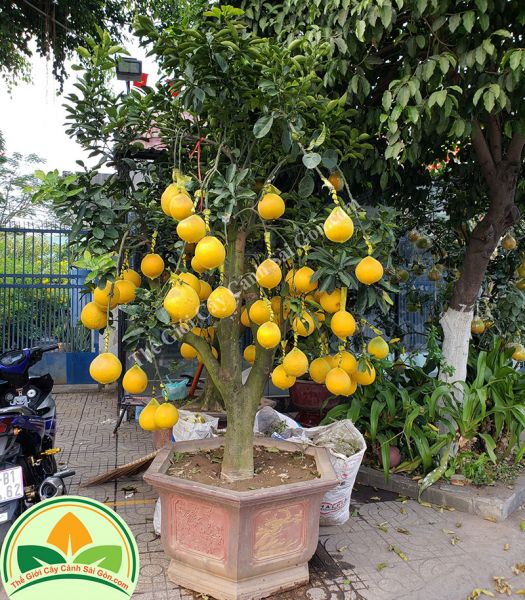 Bưởi diễn chưng tết