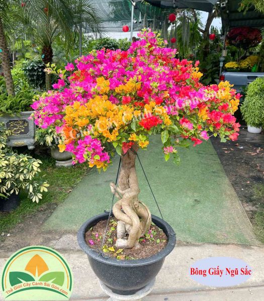 Cây Bông Giấy ngũ sắc