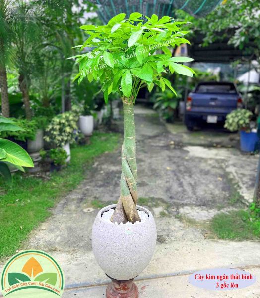 Cây kim ngân thắt bính lớn