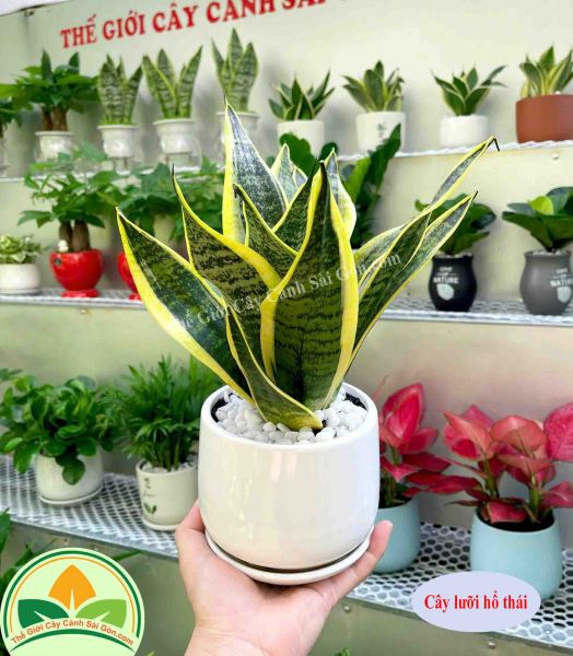 Cây lưỡi hổ thái để bàn