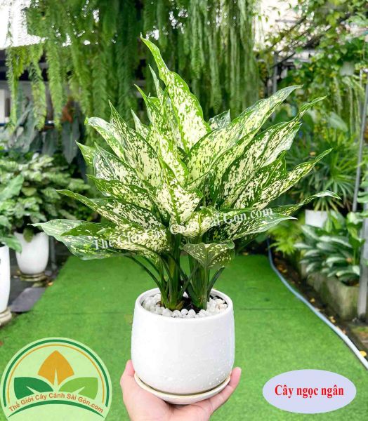 Cây ngọc ngân để bàn