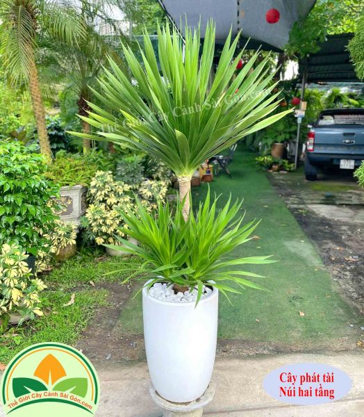 Cây phát tài núi 2 tầng chúc mừng