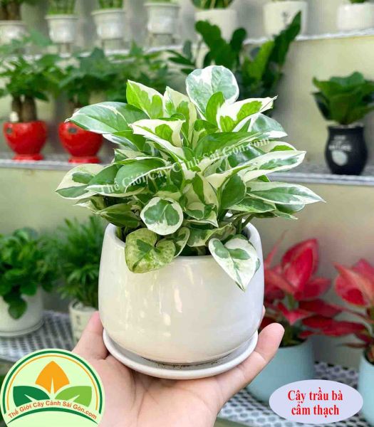 Cây trầu bà cẩm thạch để bàn