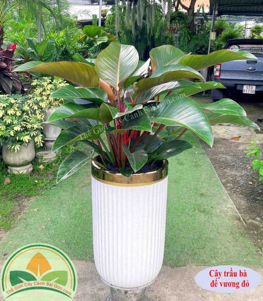 Cây trầu bà đế vương đỏ