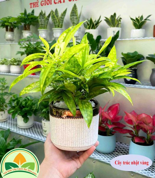 Cây trúc nhật vàng để bàn
