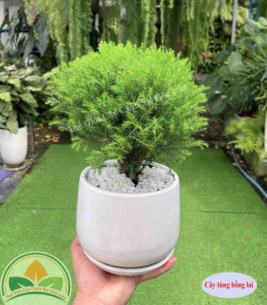 Cây tùng bồng lai để bàn