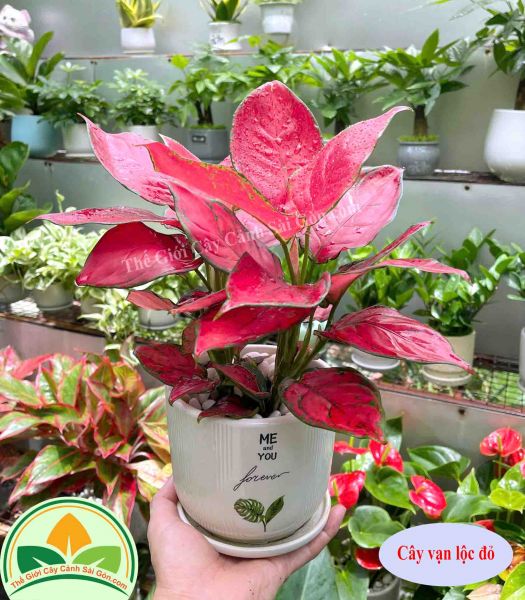 Cây vạn lộc đỏ để bàn