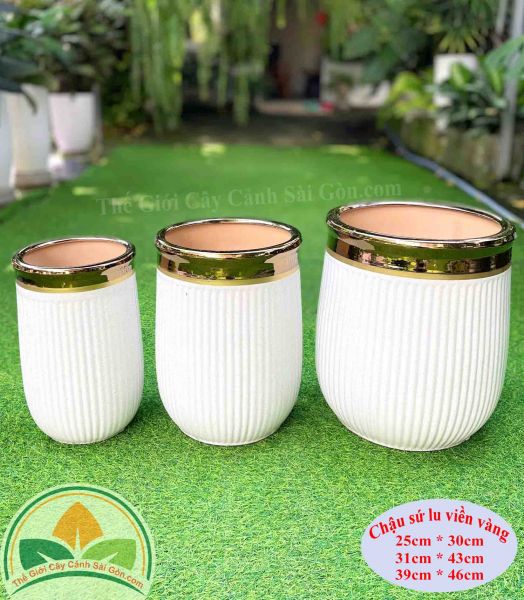 Chậu sứ lu viền vàng