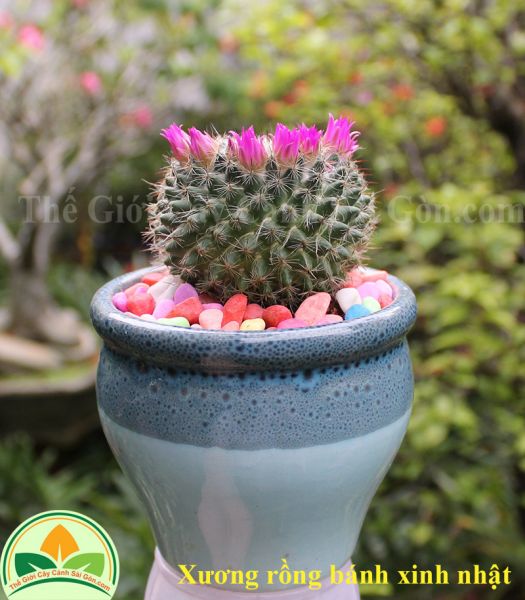 Xương rồng bánh sinh nhật nhỏ