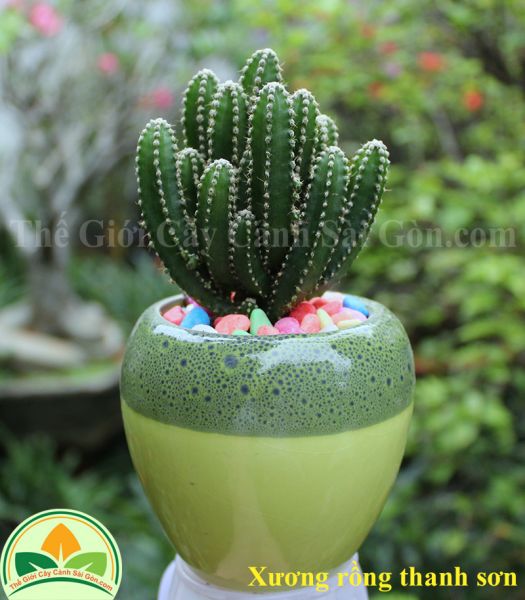 Xương rồng thanh sơn